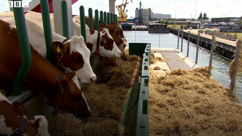 هولندا تدشن أول مزرعة عائمة للأبقار في "روتردام"