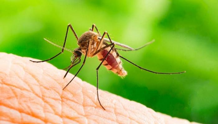 السويد تكتشف طريقة جديدة لوقف انتشار الملاريا