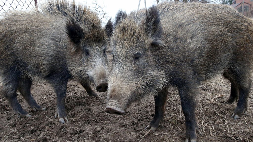 إيطاليا تسجل أول إصابة بحمى الخنازير الأفريقية القاتلة