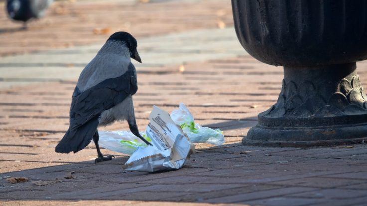 السويد تطلق برنامج لتدريب الغربان على جمع القمامة في الشوارع