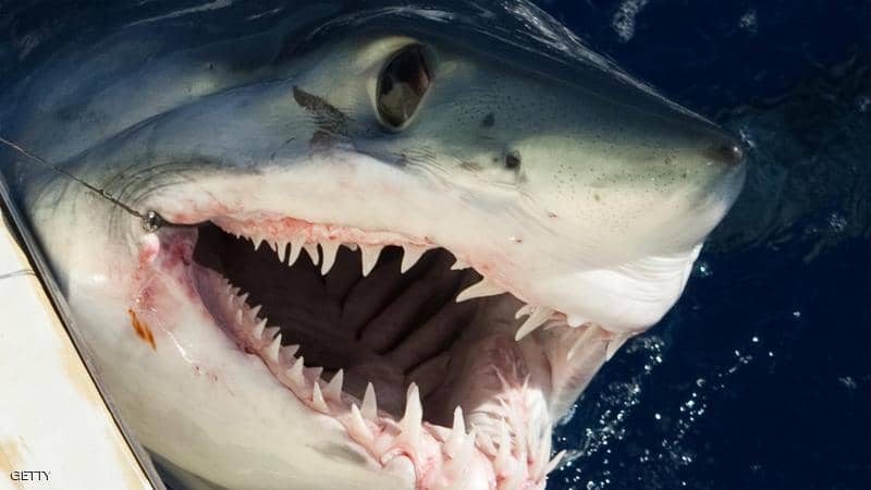 دراسة تكشف علاقة هجمات "أسماك القرش" باكتمال القمر