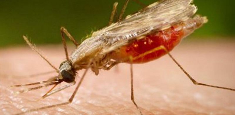 علماء سويديون يكافحون "البعوض والملاريا" عبر تكنولوجيا "الدم المزيّف"