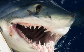 دراسة تكشف علاقة هجمات "أسماك القرش" باكتمال القمر