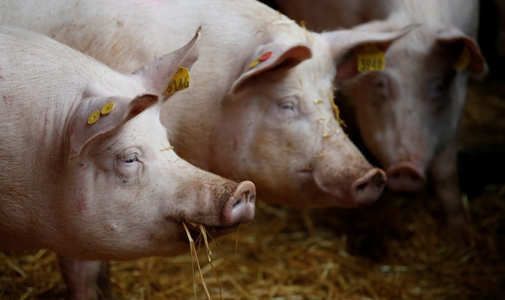 متبرع قلوب.. علماء ألمان يربون الخنازير لزرع أعضائه في الجسم البشري