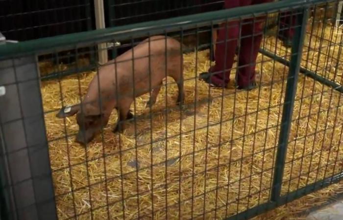 حديقة حيوانات ألمانية تغير اسم الخنزير "بوتين"