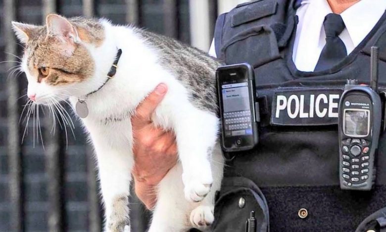 الشرطة اليونانية تحتجز رجل ركل قطة في مطعم