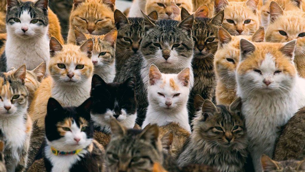 العثور على حوالي 60 قطة مجمدة ومدفونة في فرنسا