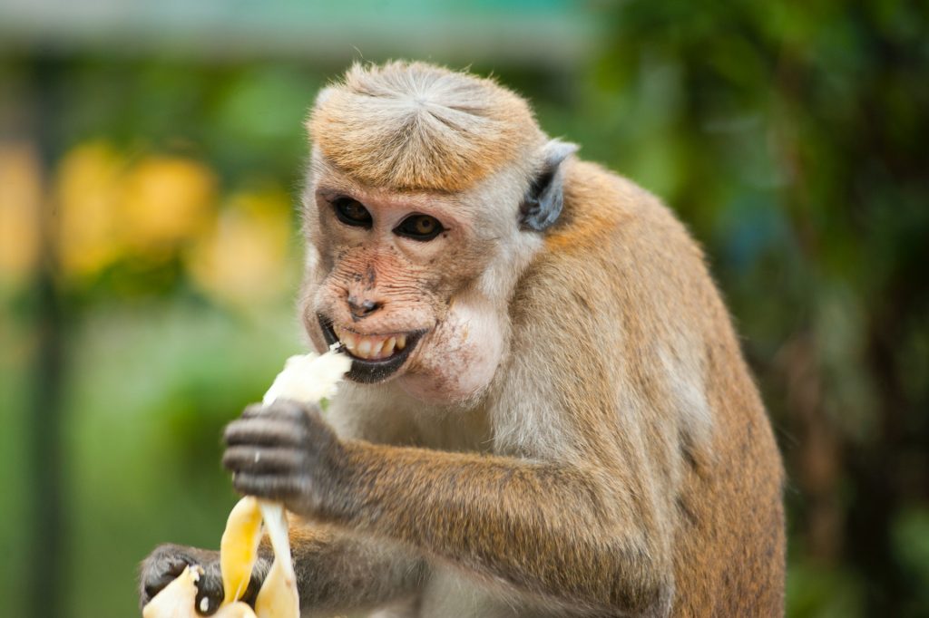 ألمانيا تسجل 4 حالات جديدة بفيروس "جدري القرود"
