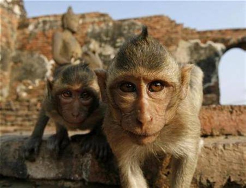 بريطانيا تكشف تفاصيل جديدة عن المصابين بـ"جدري القرود"