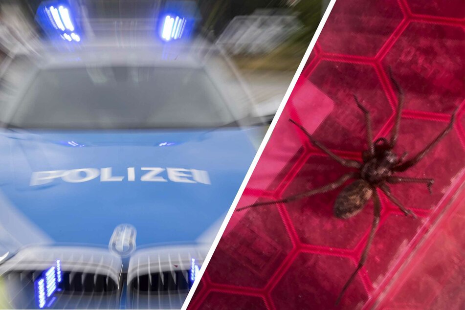 صورة.. امرأة ألمانية تستنجد بالشرطة للتخلص من عنكبوت