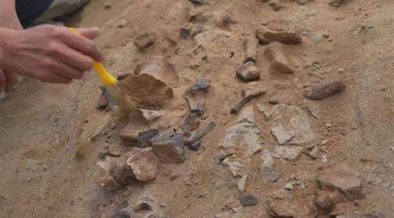 العثور على "أحفورة ديناصور" يعود تاريخها إلى ما قبل 125 مليون سنة