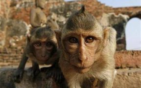بريطانيا تكشف تفاصيل جديدة عن المصابين بـ"جدري القرود"