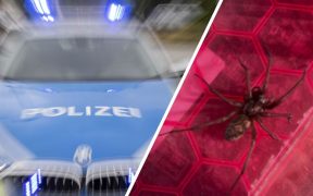 صورة.. امرأة ألمانية تستنجد بالشرطة للتخلص من عنكبوت