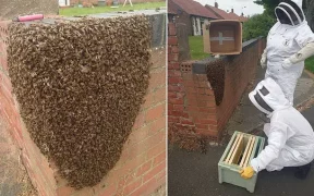 فيديو.. النحل يثير الذعر في شارع سكني ببريطانيا