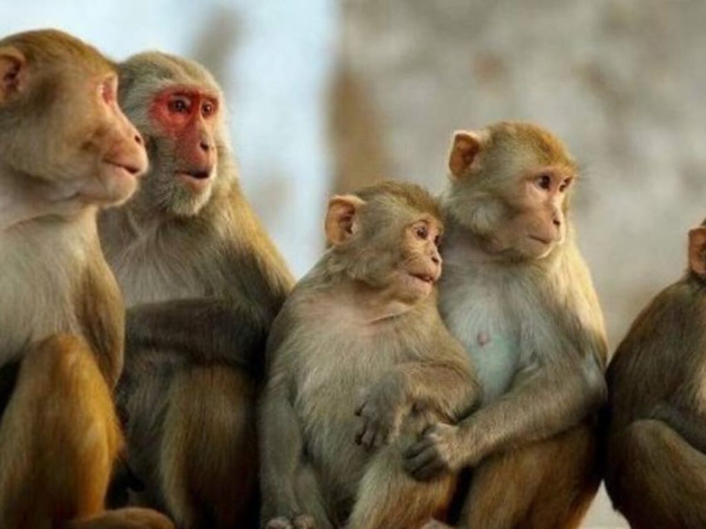 بريطانيا تكشف عن مصادر الانتشار الرئيسة لفيروس "جدري القرود"