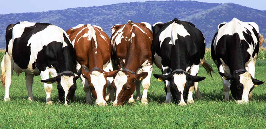 الحر يؤثر على الأبقار المنتجة للحليب في فرنسا ويقلل الإنتاج