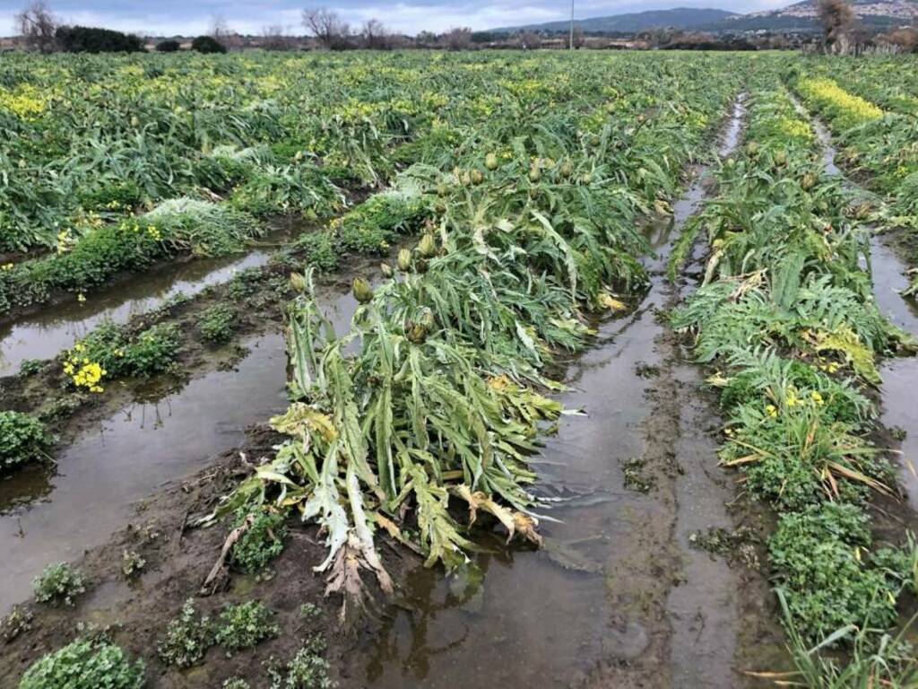 أحوال الطقس تلحق أضرارا كبيرة بالمحاصيل الزراعية في إيطاليا