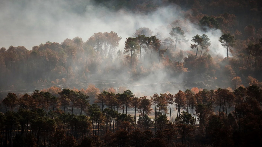 الحرائق تدمر 6 آلاف هكتار من غابات الصنوبر في فرنسا