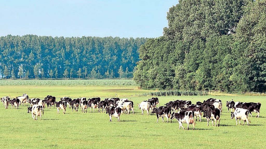 الحكومة الهولندية تفرض على المزارعين تقليص عدد الماشية