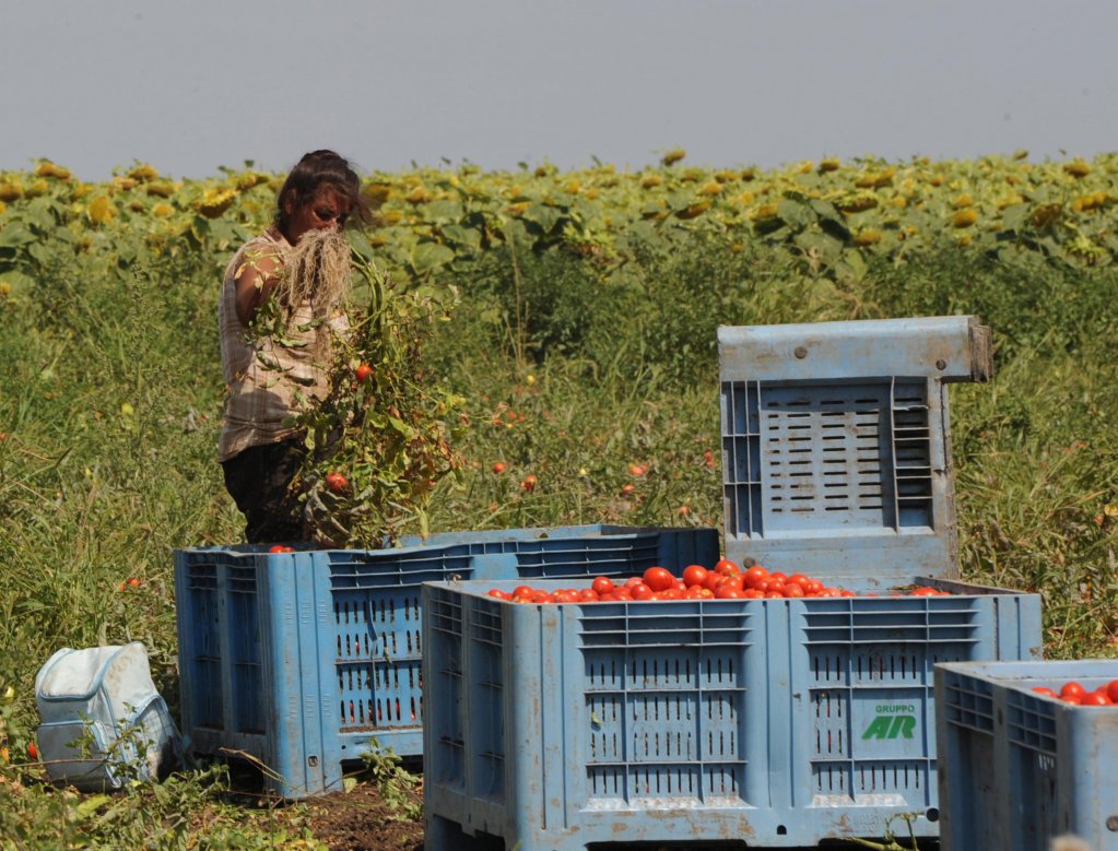 إيطاليا تفتح مراكز استقبال للمهاجرين العاملين في الزراعة