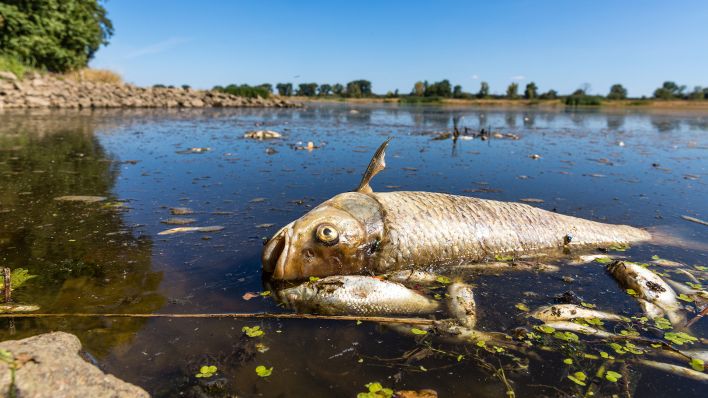 بمادة سامة.. الجفاف يقتل الأسماك في نهر على الحدود الألمانية