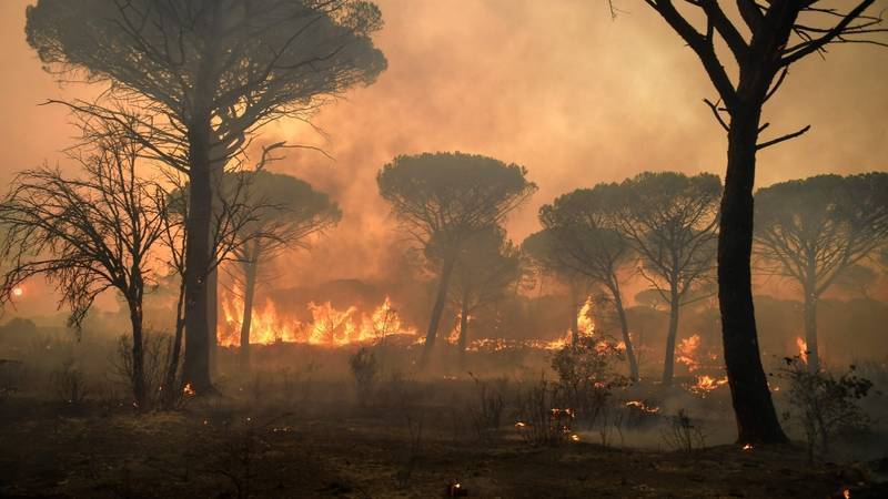 فرنسا تحقق جنائيا في ملابسات حرائق الغابات