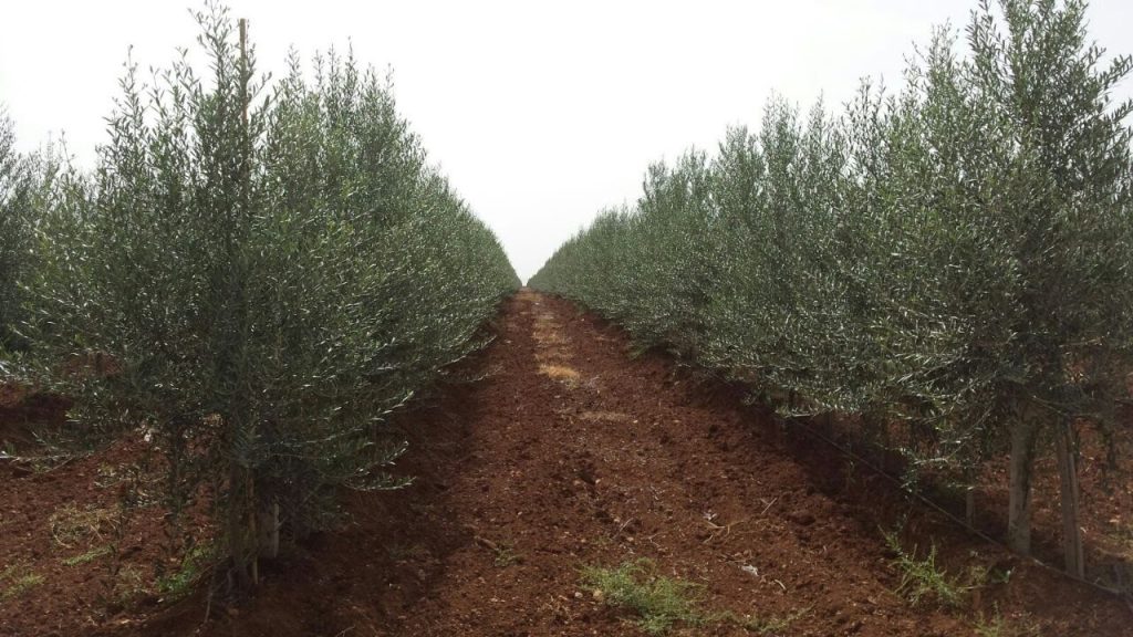مزارعو الزيتون يشكون من تأثير التغييرات المناخية في اسبانيا