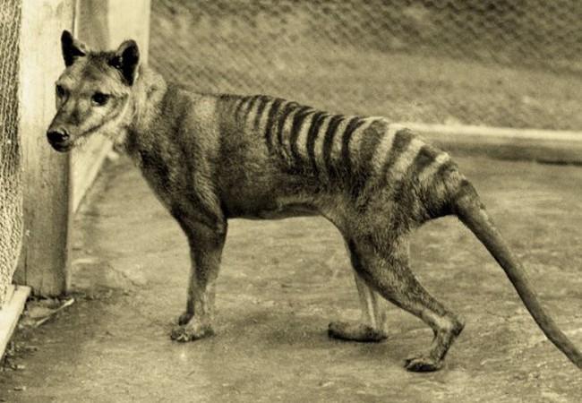 مشروع لإعادة حيوان النمر التسماني المنقرض لأدغال أستراليا