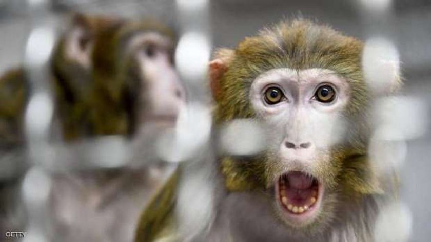 الدنمارك تسجل أول إصابة بجدري القرود بين الإناث