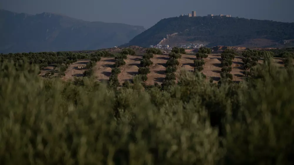 الأسوأ في التاريخ.. موجة جفاف تهدد محاصيل الزيتون في إسبانيا