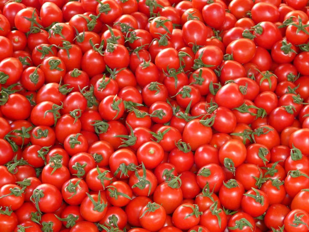مهاجر يزرع 500 كيلو طماطم ويوزع منها بالمجان في السويد