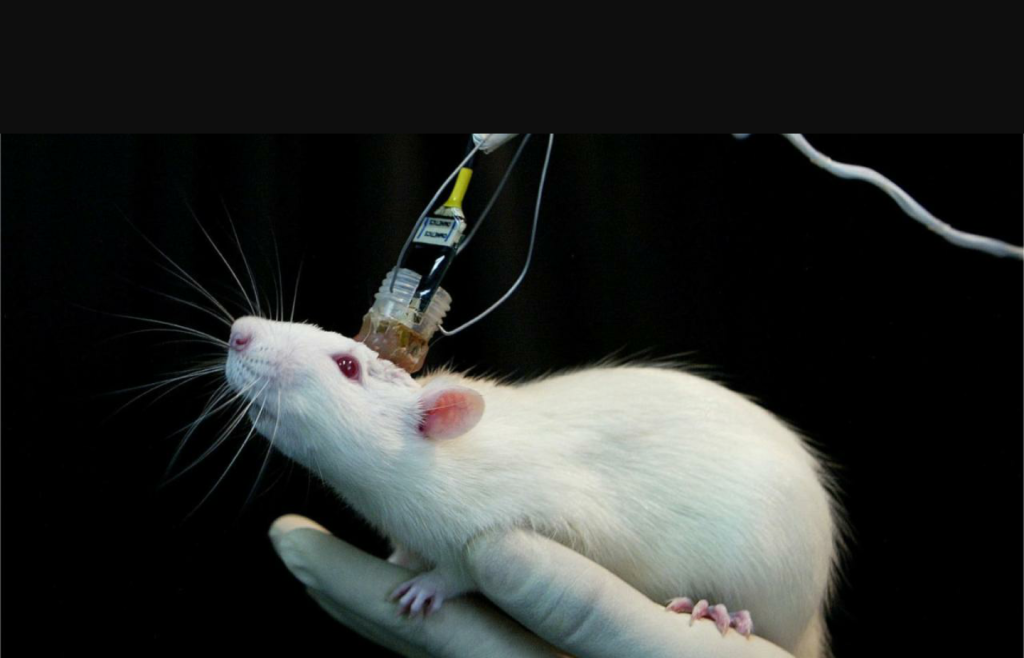 علماء في كلية الطب بجامعة ستانفورد يزرعون أنسجة بشرية في أدمغة الفئران